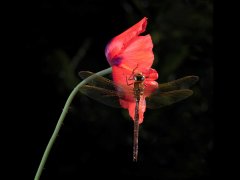 Christine Johnson - Brown Hawker on Poppy - Commended.jpg